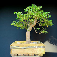 Lade das Bild in den Galerie-Viewer, Dreispitz-Ahorn / Acer buergerianum