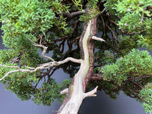 Lade das Bild in den Galerie-Viewer, Chinesischer Wacholder / Juniperus Chinensis Itoigawa