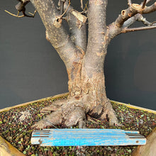 Lade das Bild in den Galerie-Viewer, Bonsai Winterlinde / Tilia cordata