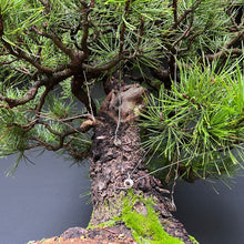 Lade das Bild in den Galerie-Viewer, Bonsai Japanische Schwarzkiefer / Pinus thunbergii