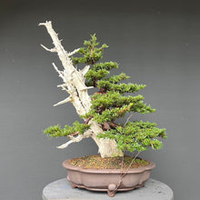Lade das Bild in den Galerie-Viewer, Bonsai Europäische Eibe / Taxus baccata