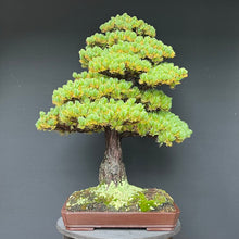 Lade das Bild in den Galerie-Viewer, Bonsai Japanische Mädchenkiefer / Pinus parviflora