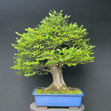 Lade das Bild in den Galerie-Viewer, Bonsai Hainbuche / Carpinus betulus