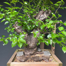 Lade das Bild in den Galerie-Viewer, Bonsai Felsenkirsche / Steinweichsel / Prunus Mahaleb