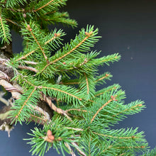 Lade das Bild in den Galerie-Viewer, Bonsai Fichte / Picea abies