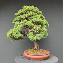 Lade das Bild in den Galerie-Viewer, Chinesischer Wacholder / Juniperus Chinensis Itoigawa