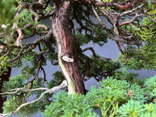 Lade das Bild in den Galerie-Viewer, Chinesischer Wacholder / Juniperus Chinensis Itoigawa