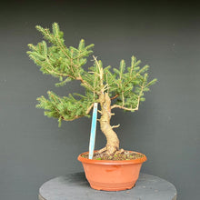 Lade das Bild in den Galerie-Viewer, Fichte / Picea abies