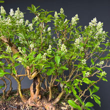 Lade das Bild in den Galerie-Viewer, Bonsai Floßform Gemeiner Liguster / Ligustrum vulgare