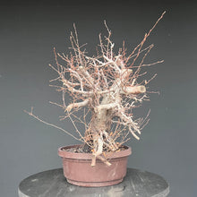 Lade das Bild in den Galerie-Viewer, Orientalische Hainbuche / Carpinus orientalis