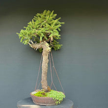 Lade das Bild in den Galerie-Viewer, Bonsai Fichte / Picea abies