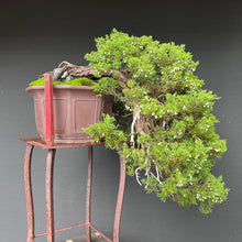 Lade das Bild in den Galerie-Viewer, Sabina Wacholder Kaskade / Juniperus sabina