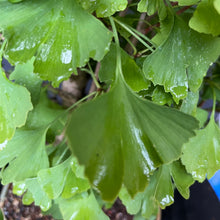 Lade das Bild in den Galerie-Viewer, Bonsai Ginkgo biloba