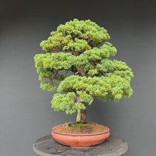 Lade das Bild in den Galerie-Viewer, Chinesischer Wacholder / Juniperus Chinensis Itoigawa