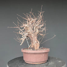 Lade das Bild in den Galerie-Viewer, Orientalische Hainbuche / Carpinus orientalis