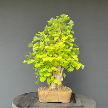 Lade das Bild in den Galerie-Viewer, Bonsai Ginkgo biloba