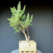 Lade das Bild in den Galerie-Viewer, Igelwacholder / Juniperus rigida