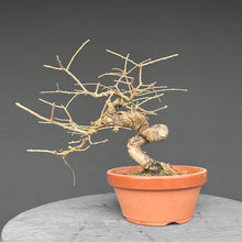 Lade das Bild in den Galerie-Viewer, Europäische Lärche / Larix Decidua