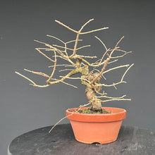Lade das Bild in den Galerie-Viewer, Europäische Lärche / Larix Decidua