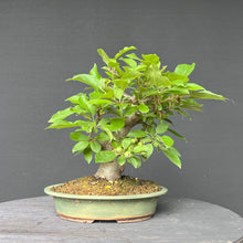 Lade das Bild in den Galerie-Viewer, Bonsai Zierapfel / Malus sieboldii