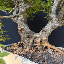 Lade das Bild in den Galerie-Viewer, Orientalische Hainbuche / Carpinus orientalis