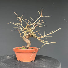 Lade das Bild in den Galerie-Viewer, Europäische Lärche / Larix Decidua