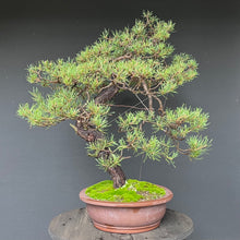 Lade das Bild in den Galerie-Viewer, Bonsai Waldkiefer / Pinus sylvestris
