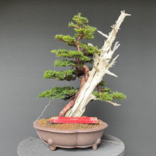 Lade das Bild in den Galerie-Viewer, Bonsai Europäische Eibe / Taxus baccata