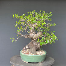 Lade das Bild in den Galerie-Viewer, Bonsai Felsenkirsche / Steinweichsel / Prunus Mahaleb