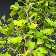 Lade das Bild in den Galerie-Viewer, Bonsai Ginkgo biloba