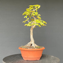 Lade das Bild in den Galerie-Viewer, Feldahorn / Acer campestre