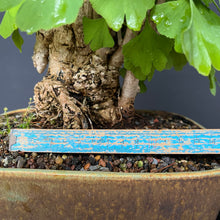 Lade das Bild in den Galerie-Viewer, Bonsai Ginkgo biloba