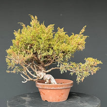 Lade das Bild in den Galerie-Viewer, Bonsai Chinesischer Wacholder / Juniper Chinensis Itoigawa