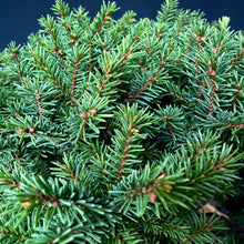 Lade das Bild in den Galerie-Viewer, Ajan-Fichte / Picea jezoensis