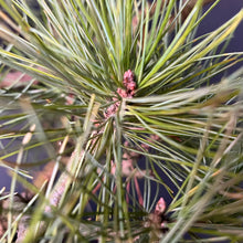Lade das Bild in den Galerie-Viewer, Bonsai Zirbelkiefer / Pinus cembra