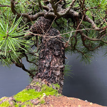 Lade das Bild in den Galerie-Viewer, Bonsai Japanische Schwarzkiefer / Pinus thunbergii