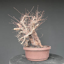 Lade das Bild in den Galerie-Viewer, Orientalische Hainbuche / Carpinus orientalis