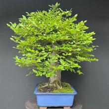 Lade das Bild in den Galerie-Viewer, Bonsai Hainbuche / Carpinus betulus