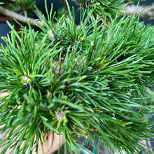 Lade das Bild in den Galerie-Viewer, Bergkiefer / Pinus mugo