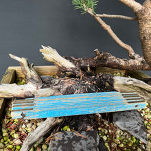 Lade das Bild in den Galerie-Viewer, Bergkiefer / Pinus mugo