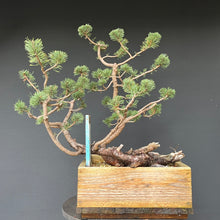 Lade das Bild in den Galerie-Viewer, Bergkiefer / Pinus mugo