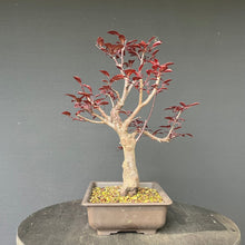Lade das Bild in den Galerie-Viewer, Blutpflaume / Prunus cerasifera nigra