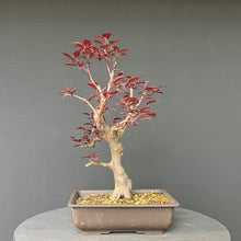 Lade das Bild in den Galerie-Viewer, Blutpflaume / Prunus cerasifera nigra
