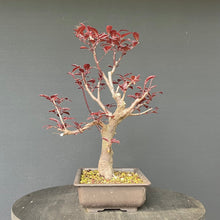 Lade das Bild in den Galerie-Viewer, Blutpflaume / Prunus cerasifera nigra