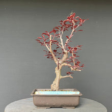 Lade das Bild in den Galerie-Viewer, Blutpflaume / Prunus cerasifera nigra