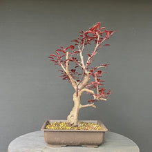 Lade das Bild in den Galerie-Viewer, Blutpflaume / Prunus cerasifera nigra