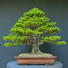Lade das Bild in den Galerie-Viewer, Ajan-Fichte / Picea jezoensis