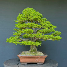 Lade das Bild in den Galerie-Viewer, Ajan-Fichte / Picea jezoensis