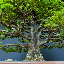 Lade das Bild in den Galerie-Viewer, Ajan-Fichte / Picea jezoensis