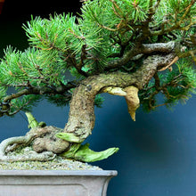 Lade das Bild in den Galerie-Viewer, Bergkiefer / Pinus mugo